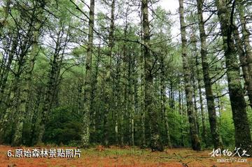 楚雄紫溪山風景區-原始森林照片