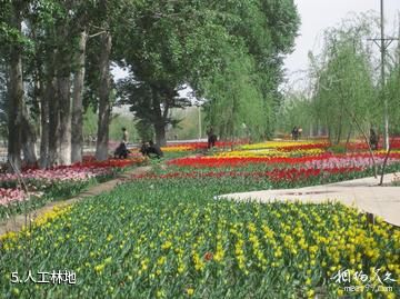 新疆五家渠青格达湖风景区-人工林地照片