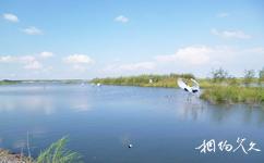 哈尔滨呼兰河口湿地公园旅游攻略之鸟类