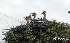 黑龙江东方红湿地国家级自然保护区旅游攻略之保护动物