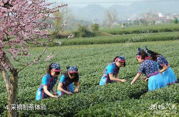 松阳大木山骑行茶园-采摘制茶体验照片