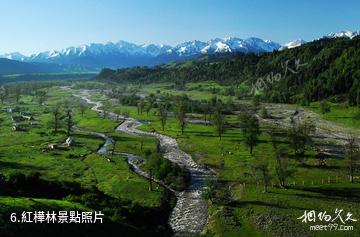 新疆伊犁庫爾德寧風景區-紅樺林照片