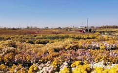 新疆农业博览园旅游攻略之菊花展