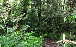 马来西亚姆禄国家公园旅游攻略之雨林密径