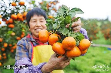 忠縣三峽橘鄉田園綜合體-柑橘照片