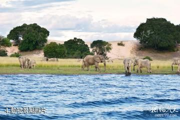 蒲隆地坦噶尼喀湖-動物照片