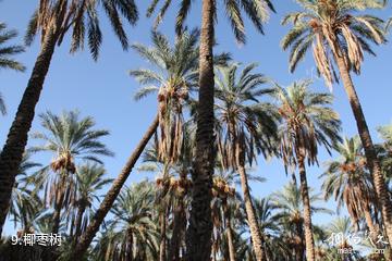 突尼斯托泽尔市-椰枣树照片