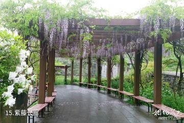 宁波绿野山庄-紫藤长廊照片