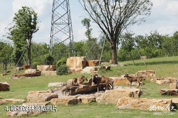 南通森林野生動物園-歐亞森林照片