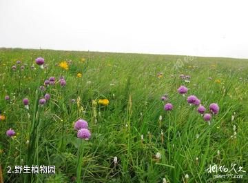 张家口金莲山庄-野生植物园照片