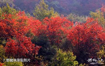 十堰九華山森林公園-野豬林照片