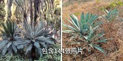 攀枝花苏铁国家级自然保护区驴友相册