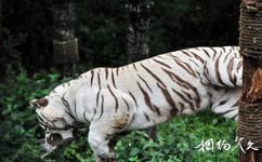 雲南野生動物園旅遊攻略之白虎
