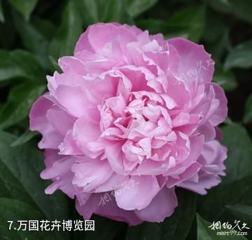 夏津黄河故道森林公园-万国花卉博览园照片