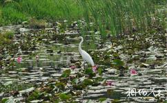 下渚湖國家濕地公園旅遊攻略之白鷺