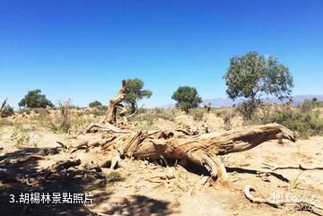 木壘胡楊林鳴沙山-胡楊林照片