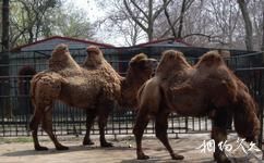 鹽城人民公園旅遊攻略之動物園