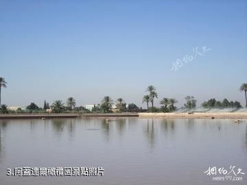 摩洛哥馬拉喀什-阿蓋達爾橄欖園照片