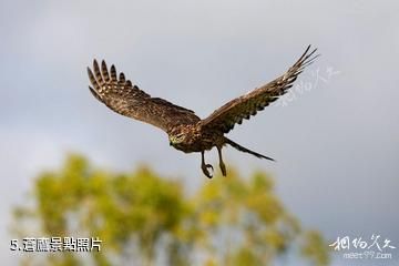 雲南大山包黑頸鶴國家級自然保護區-蒼鷹照片
