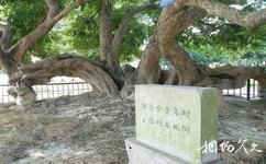洪秀全故居纪念馆旅游攻略之龙眼树