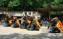 西雙版納民族風情園旅遊攻略之大象館