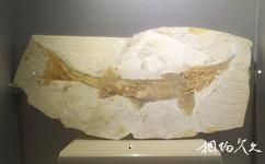 楚雄州博物館旅遊攻略之化石