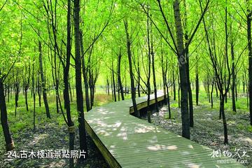 山西孝河國家濕地公園-古木棧道照片