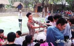 廣州鱷魚公園旅遊攻略之爬行動物馴化展示