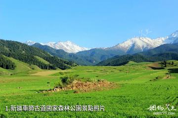 新疆車師古道國家森林公園照片