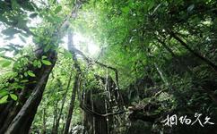 西雙版納勐遠仙境旅遊攻略之雨林