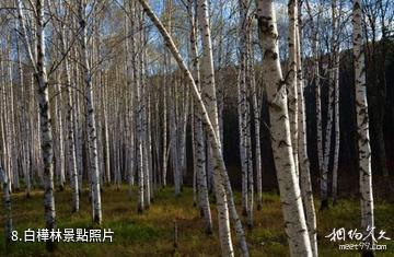 七台河西大圈森林公園-白樺林照片