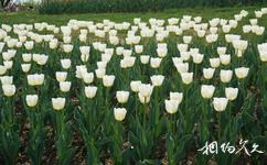 大连英歌石植物园旅游攻略之白色郁金香
