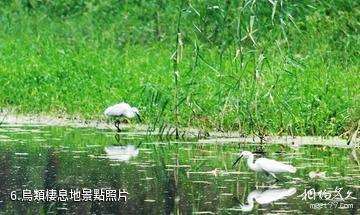 淄博天鵝湖國際慢城-鳥類棲息地照片