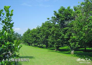 湛江南亞熱帶植物園-人心果樹照片