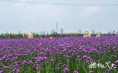 上海紫海鷺緣浪漫莊園旅遊攻略之普羅旺斯薰衣草