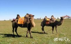 乌兰察布市辉腾锡勒外事旅游中心旅游攻略之骆驼