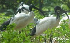 深圳野生动物园旅游攻略之百鸟乐园