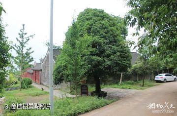 靖州飛山景區-金桂樹照片
