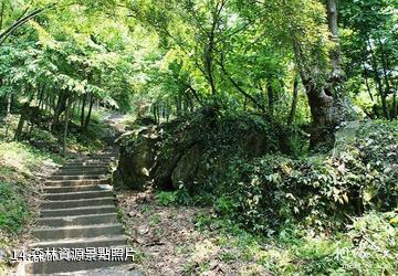 岣嶁峰國家森林公園-森林資源照片
