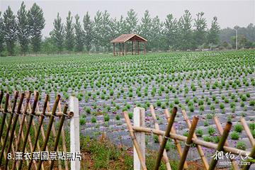 宿遷嶂山森林公園-薰衣草園照片