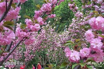 西瑶绿谷旅游区-浪漫樱花谷照片