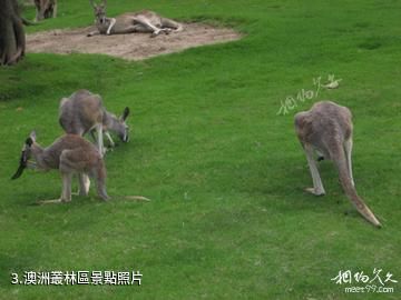 重慶野生動物世界-澳洲叢林區照片