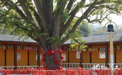 福山国露峆山卢寺佛教文化旅游攻略之千年银杏古树