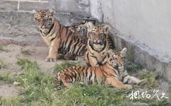 榮成神鵰山野生動物園旅遊攻略之猛獸區