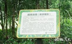 儋州海南熱帶植物園旅遊攻略之木本油料區