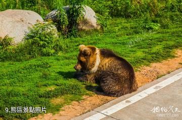 長沙生態動物園-熊區照片