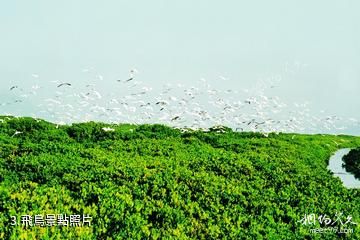 福建漳江口紅樹林國家級自然保護區-飛鳥照片