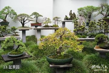 湘潭盘龙大观园-盆景园照片
