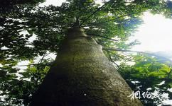 广西木论国家级自然保护区旅游攻略之植物资源