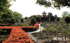 蘇州中國花卉植物園旅遊攻略之牡丹